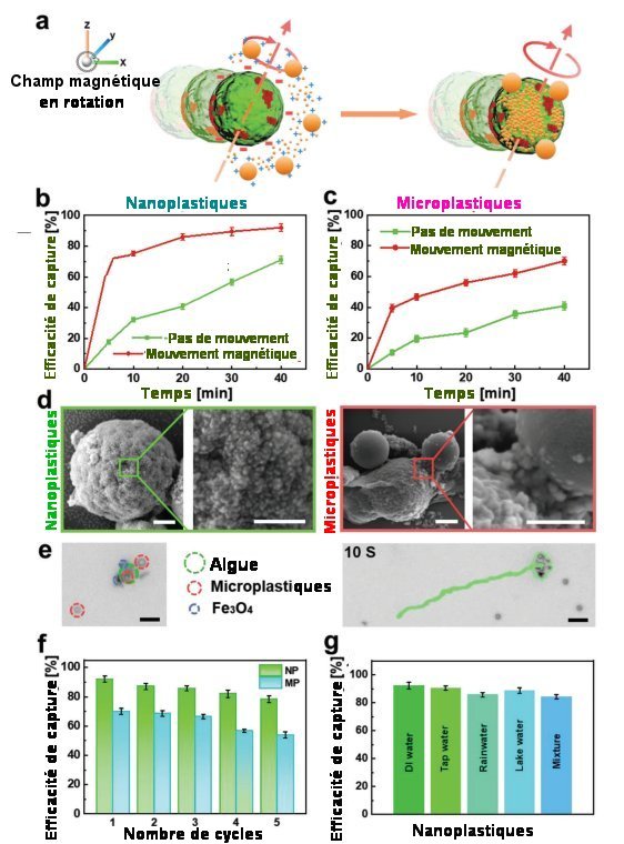  Fig.2. Capture de micro et nano plastiquesa) Schéma de la capture de micro et nano plastiques par les MARs Zsous champ magnétique tournant. b) Efficacité de capture des nanoplastiques en fonction du temps c) Efficacité de capture des microplastiques en fonction du temps d) Images par microscopie électronique à balayage (MEB) de cellules d’algue après leur exposition à une suspension nano et micro plastiques. Barres d’échelle de 1 µm. e) Images prises à 10 sec d’intervalle montrant le transport de microplastiques par un MAR. Barres d’échelle de 5 µm. f) Réutilisation de MARs pour les nanoplastiques (NP) et les microplastiques (MP) retirés de l’eau après 5 cycles de capture. g) Efficacité de récupération de MARS à partir d’eau désionisée, d’eau du robinet, d’eau de lac et d’un mélange de nanoplastiques et microplastiques. Tiré de Biohybrid Magnetically Driven Microrobots for Sustainable Removal of Micro/Nanoplastics from the Aquatic Environment Xia Peng, Mario Urso, Martina Kolackova, Dalibor Huska, and Martin Pumera Adv. Funct. Mater. 2024, 34, 2307477 Open Access 