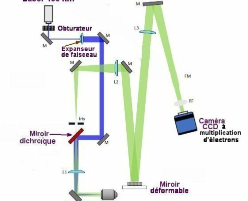  Fig.2. Optique adaptative à grand champ pour microscopie à fluorescenceLe faisceau d’un laser à 488 nm (bleu) est agrandi par un expanseur de faisceau. Il est réfléchi par un miroir didchroïque et focalisé par une lentille L1 sur le plan focal d’un objectif de microscope de grossissement 60. Il illumine ainsi un échantillon fluorescent. La lumière fluorescente (verte) passe à travers l’objectif et la lentille L1 et est séparée de la lumière bleue d’illumination par passage à travers le miroir dichroïque. Elle est alors agrandie et envoyée sur le miroir déformable. Une caméra CCD à multiplication d'électrons effectue la détection de l'image. Tiré de Phase-diversity-based wavefront sensing for fluorescence microscopy: supplement COURTNEY JOHNSON, MIN GUO, MAGDALENA C. SCHNEIDER, YIJUN SU, SATYA KHUON, NIKOLAJ REISER, YICONG WU, PATRICK LA RIVIERE, AND HARI SHROFF, US Vol. 11, No. 6 / June 2024 / Optica Open access