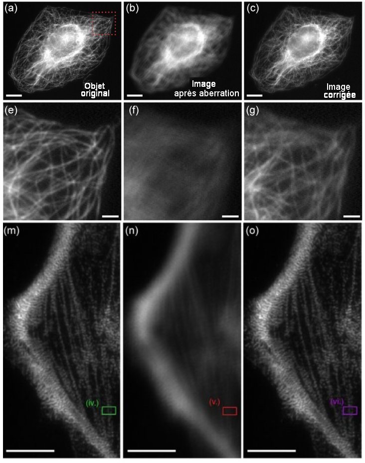 ig. 3. Echantillons biologiques observés à l'aide d'une optique adaptative utilisant la diversité de phase Les images des 3 colonnes correspondent successivement à l'objet original pour la première colonne { a), e), m) }, aux images obtenues sans correction des aberrations pour la deuxième colonne { b), f),n) }, enfin à celles { c), g), o) } obtenues avec correction des aberrations par l'optique adaptative . - a), b), c) Des cellules U2OS ont été fixées et colorées pour mettre en évidence des microtubules. Des détails invisibles sur l'image b) obérée par les aberrations sont parfaitement perçus sur l'image c) corrigée. La barre de mesure vaut 10 μm e)—g) A plus fort grossissement, vues de la région encadrée par un rectangle rouge sur les images a), b), c) . La barre de mesure vaut 2 μm -m), n), o) Vues de cellules de la lignée Ptk2 vues à un plus grand grossissement. La barre de mesure vaut 2 μm Tiré de Phase-diversity-based wavefront sensing for fluorescence microscopy: supplement COURTNEY JOHNSON, MIN GUO, MAGDALENA C. SCHNEIDER, YIJUN SU, SATYA KHUON, NIKOLAJ REISER, YICONG WU, PATRICK LA RIVIERE, AND HARI SHROFF, US Vol. 11, No. 6 / June 2024 / Optica Open access