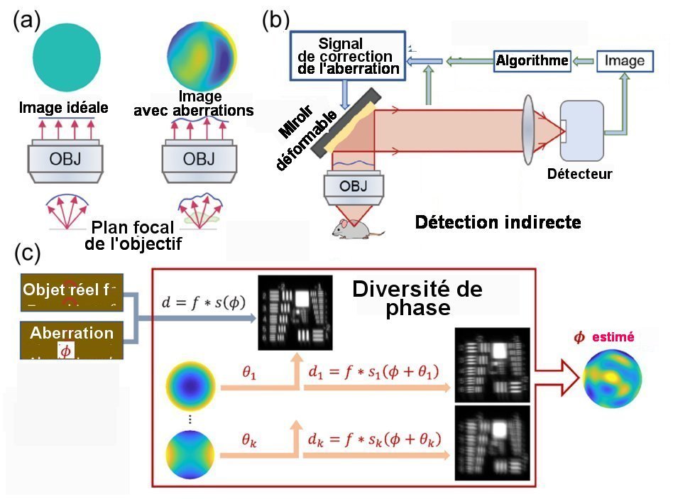 Fig.1. Détection (sensing) des fronts d’onde soumis à des aberrations en microscopie à fluorescence.a) -A gauche: dans un échantillon fluorescent idéal, les fronts d'onde sphériques sont convertis en fronts d'onde plans parallèles par l'objectif (OBJ). - A droite : dans la plupart des échantillons réfringents réels, on a un front d'onde distordu avec des variations de phase distinguables au niveau de la pupille de l'observateur. b) La technique du sensing indirect utilise le même trajet optique que celui de l’image fluorescente et emploie des algorithmes pour analyser le front d’onde de nombreuses images fluorescentes successives de l’échantillon. c) Dans la méthode de diversité de phase, on collecte plusieurs images d1,…...dk avec une diversité d’aberrations connues θ1,…...θk. L’ensemble des images de diversité d1,…...dk fournit une information supplémentaire qui permet d’estimer l’aberration inconnue φ. Tiré de Phase-diversity-based wavefront sensing for fluorescence microscopy: COURTNEY JOHNSON, MIN GUO, MAGDALENA C. SCHNEIDER, YIJUN SU, SATYA KHUON, NIKOLAJ REISER, YICONG WU, PATRICK LA RIVIERE, AND HARI SHROFF Vol. 11, No. 6 / June 2024 / Optica Open accesss